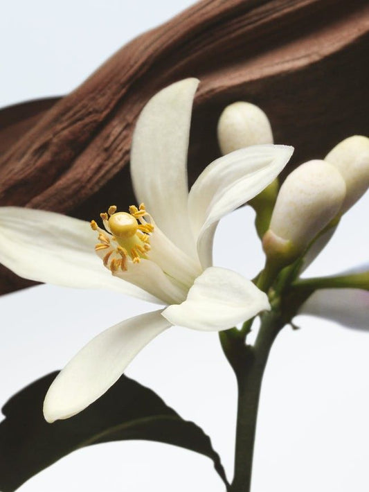 Gel douche crémeux Vanille des Iles 09