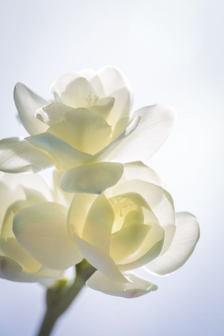 Crema Mani al Cotone 07 - 50ml