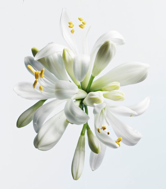 L'archive thé blanc 04