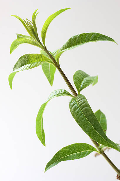 L'imparfait Verveine Fraîche