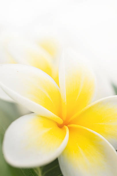 L'imparfait Fleur de Monoï
