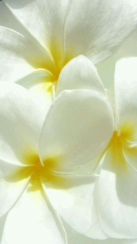 Gel douche crémeux Fleur de Monoï 05