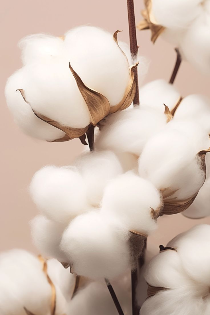 Gel douche crémeux Crème de Coton 07