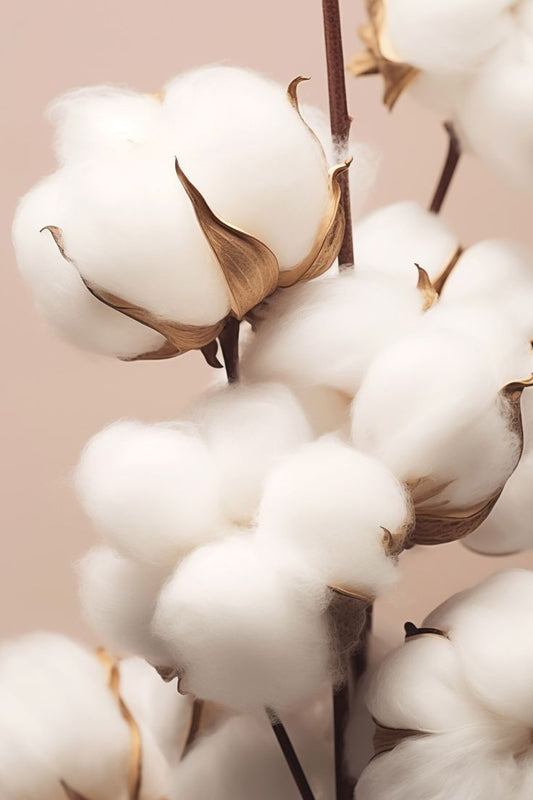 Gel douche crémeux Crème de Coton 07