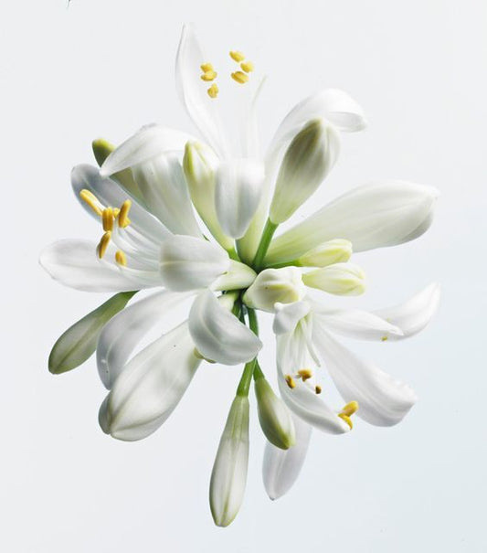 Tè bianco 04